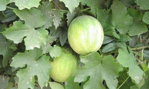 全国各地吃瓜爆料资源群,揭秘各地吃瓜爆料资源群